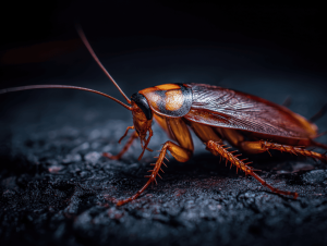 cockroach