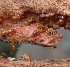 termite
