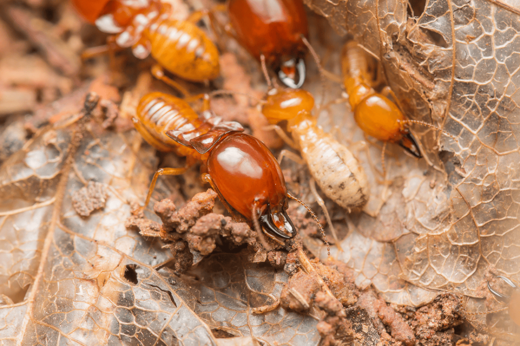 termite